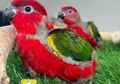 6cb01929-fb34-40bd-9853-63c324b864c6