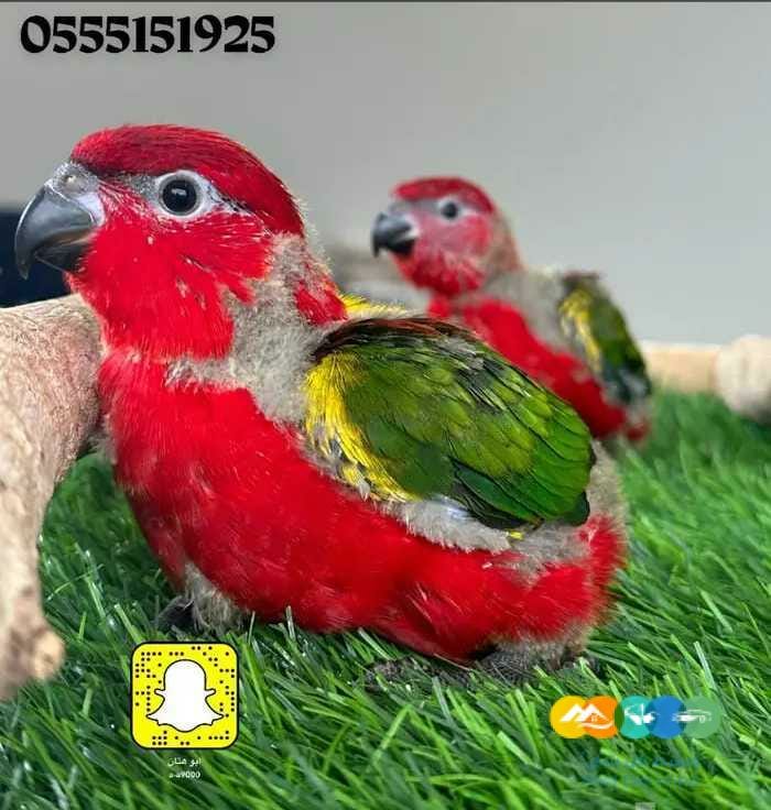 فروخ لوري شاترنج