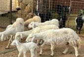 حريات حرش مواليد طيبه 5 تحتها