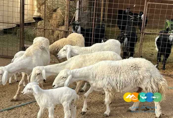 حريات حرش مواليد طيبه 5 تحتها