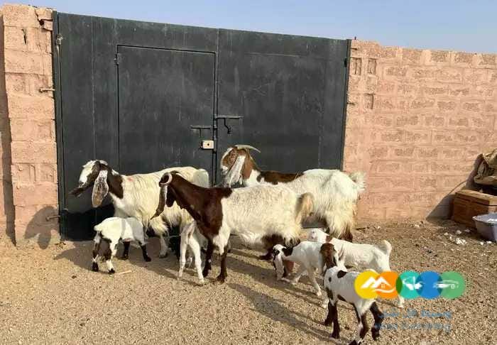 معزاء مشاريك متاويم