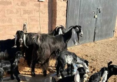 8554eb50-9ecd-49b1-b36e-6207e53714af