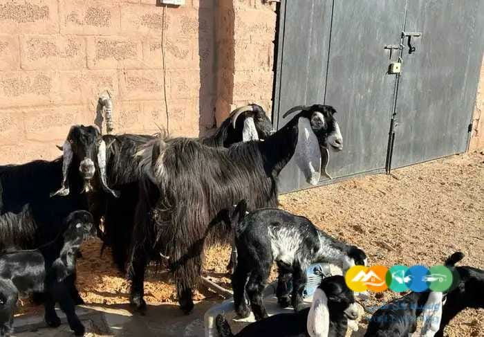 معزاء مواليد متاويم طيبه 3 تحت
