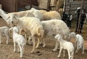 حريات حرش مواليد طيبه 5 تحتها