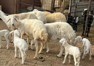 85c9acc9-2b0b-4efb-a078-59e857c13906