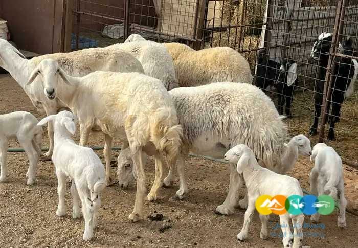 حريات حرش مواليد طيبه 5 تحتها