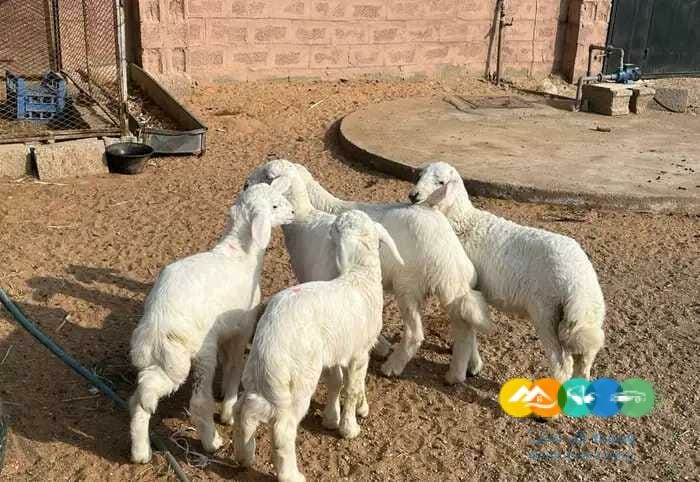 حريات مواليد طيبه مقنوي