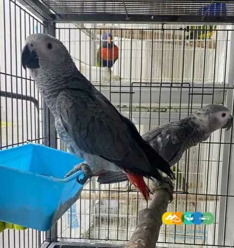 اخر فرخين كاسكو