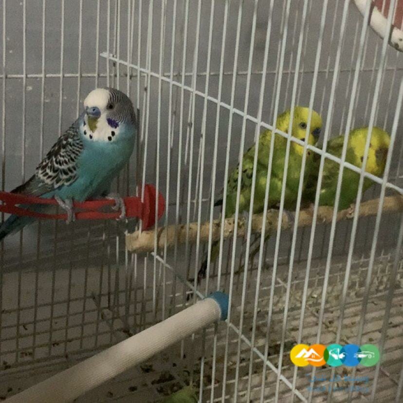 للبيع طيور بادجي / منتهي