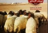 ذبايح فاخره وجبره