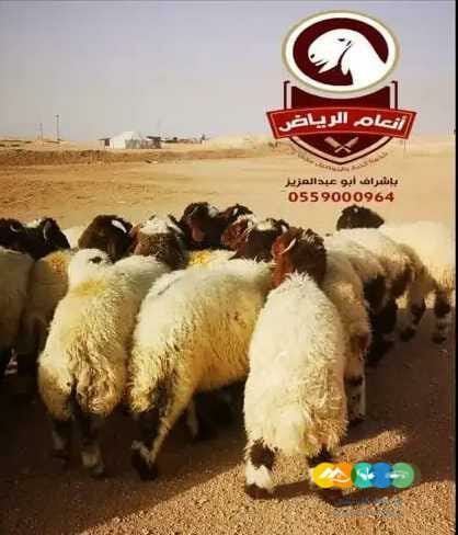 ذبايح فاخره وجبره