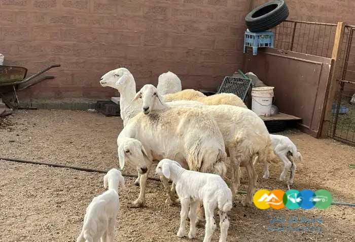 حريات حرش مواليد طيبه 5 تحتها