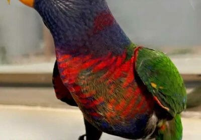 959cbe9c-d0b7-4918-8c47-9777c918c50f