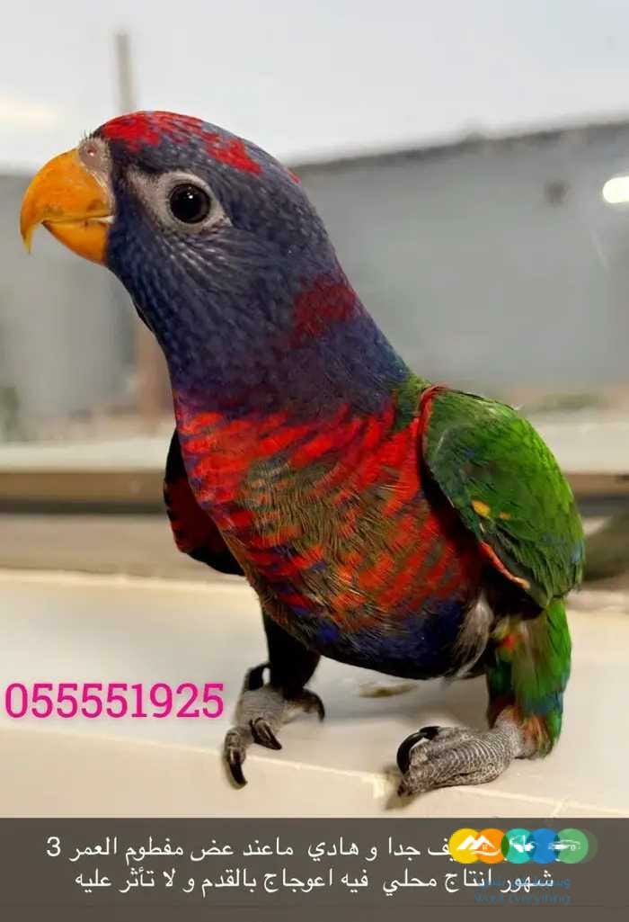 فرخ لوري هجين