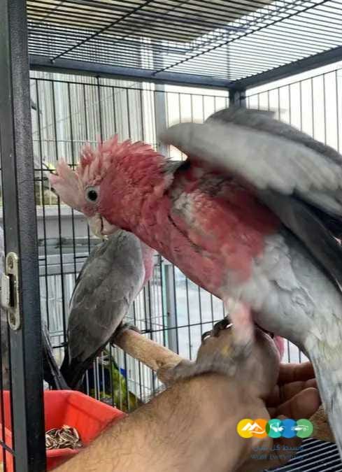 فروخ كوكاتو قالا