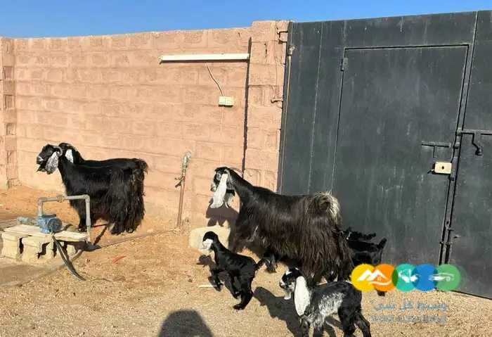 معزاء مواليد متاويم طيبه 3 تحت