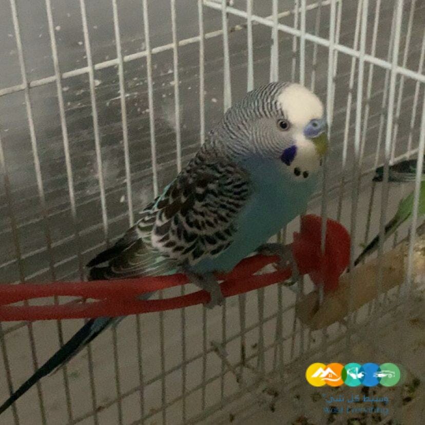 للبيع طيور بادجي / منتهي