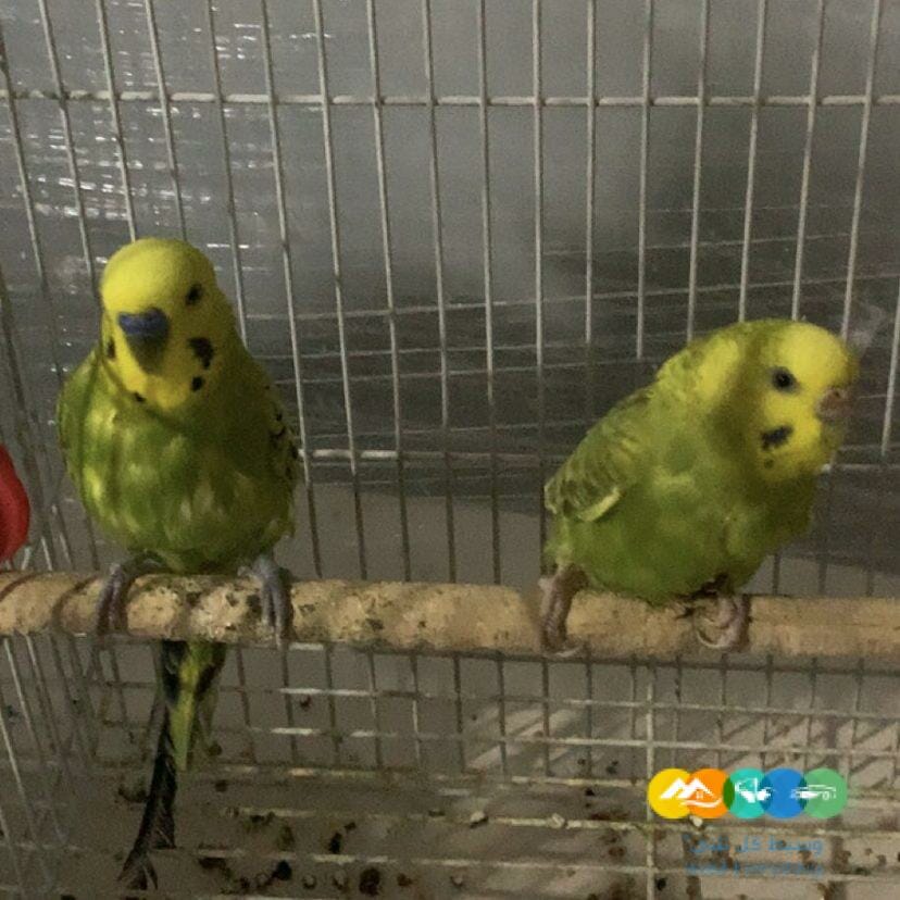 للبيع طيور بادجي / منتهي