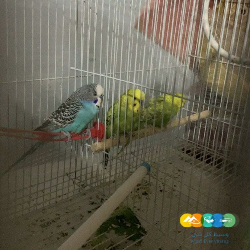 للبيع طيور بادجي / منتهي