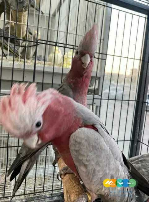 فروخ كوكاتو قالا