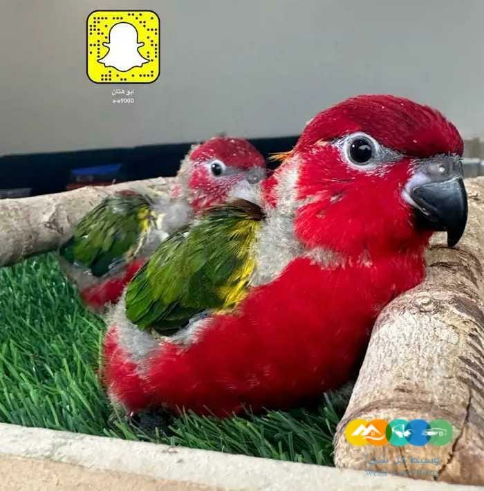 فروخ لوري شاترنج