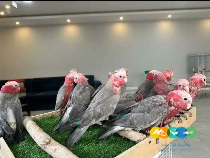 للبيع فروخ قالا