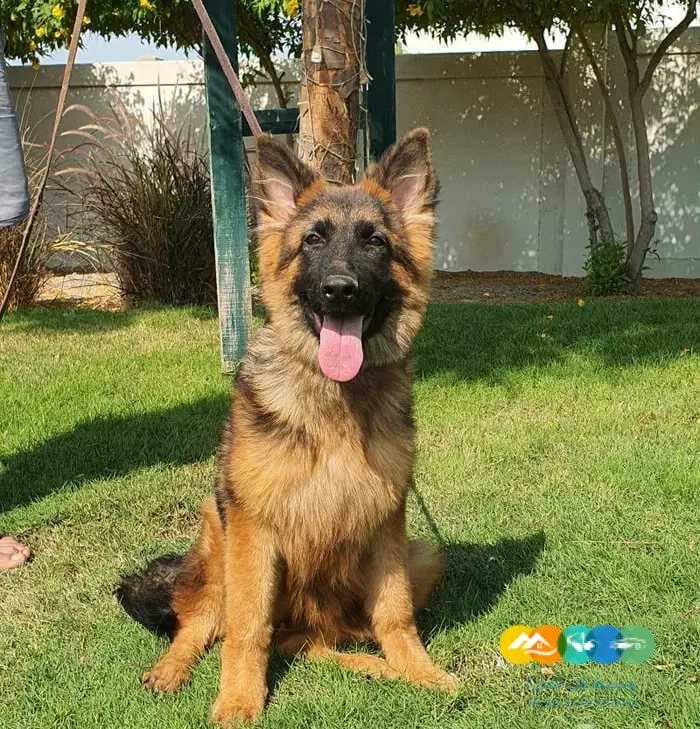 جيرمن شيبرد لونق هير