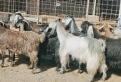 معزا مصريات لي للبيع