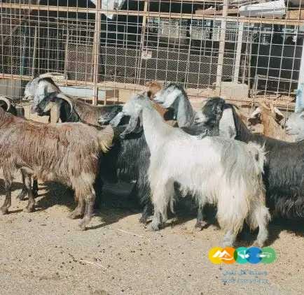 معزا مصريات لي للبيع