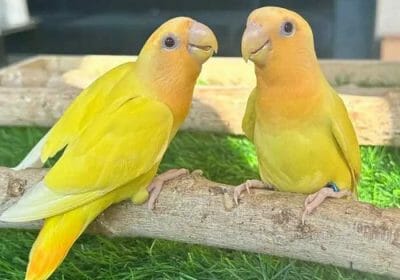 c80b1464-c352-4806-92cf-3458b7cf6b8d