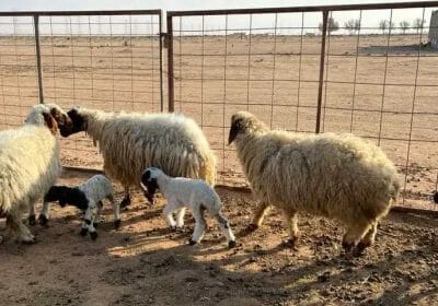 cfdbcd16-5c4c-4975-9bb6-a814189822cb