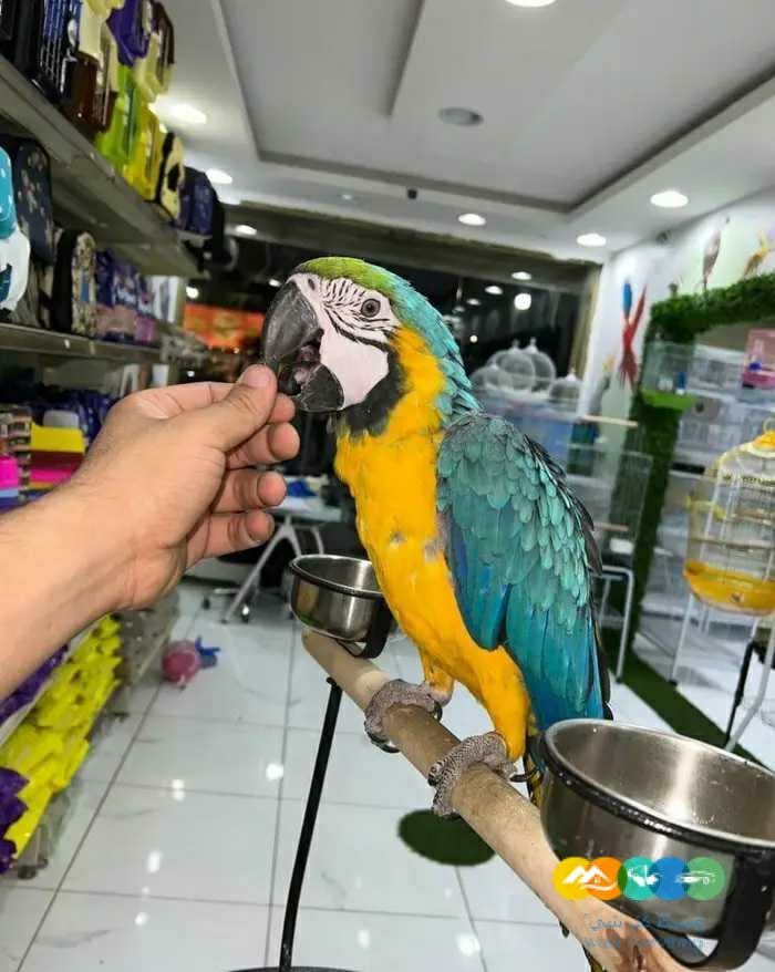 فروخ مكاو بلواندقولد