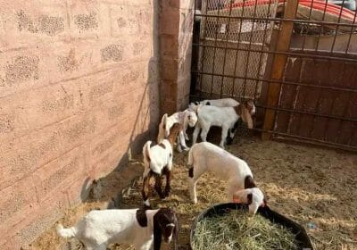 d8c68ecc-82fd-4961-8595-e1e5239d898a