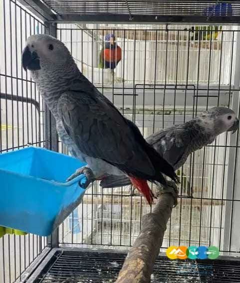 اخر فرخين كاسكو