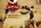 ذبايح فاخره وجبره