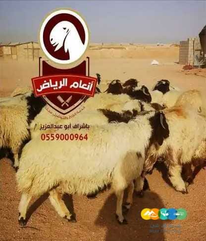 ذبايح فاخره وجبره