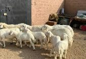 حريات مواليد طيبه مقنوي