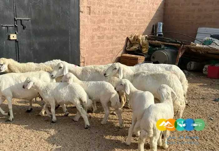 حريات مواليد طيبه مقنوي