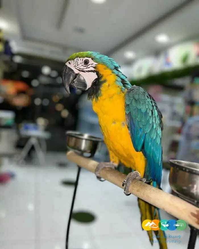 فروخ مكاو بلواندقولد