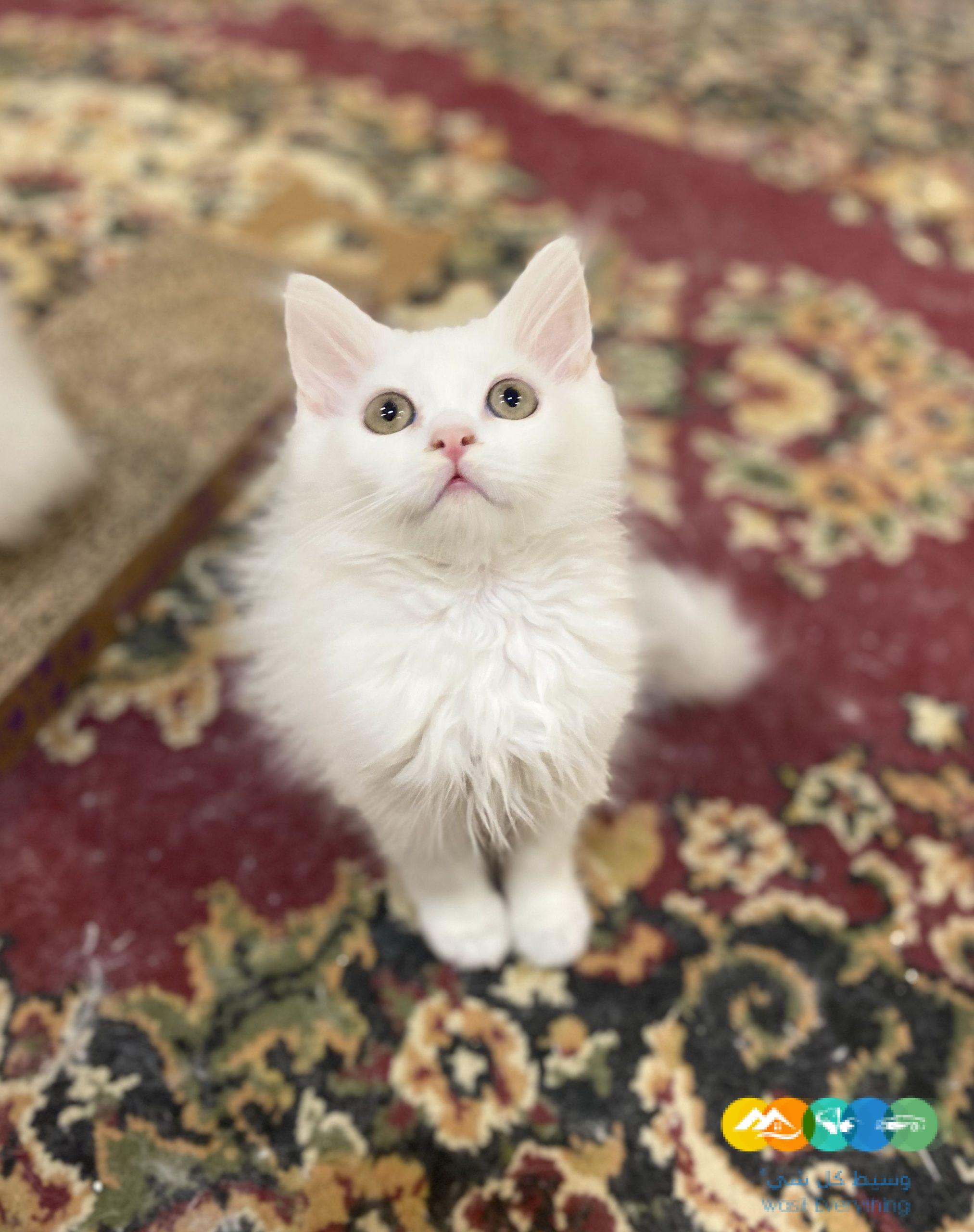 قطط شيرازى مون فيس