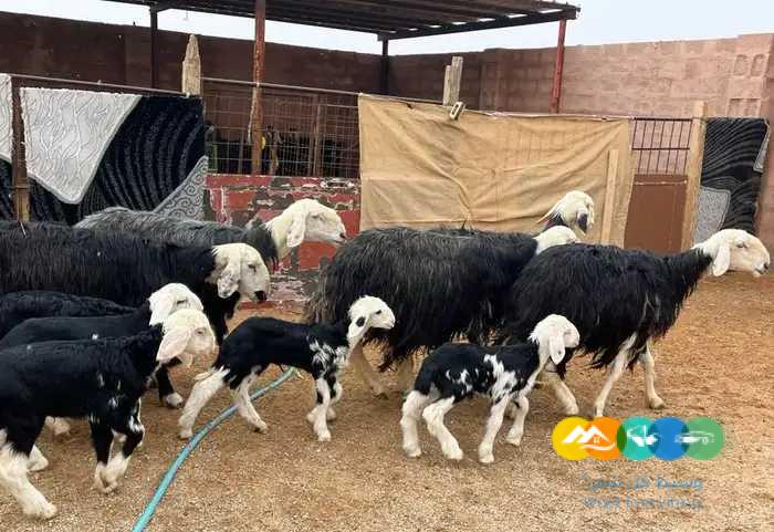 نجد مواليد وحريات مواليد مقنوي