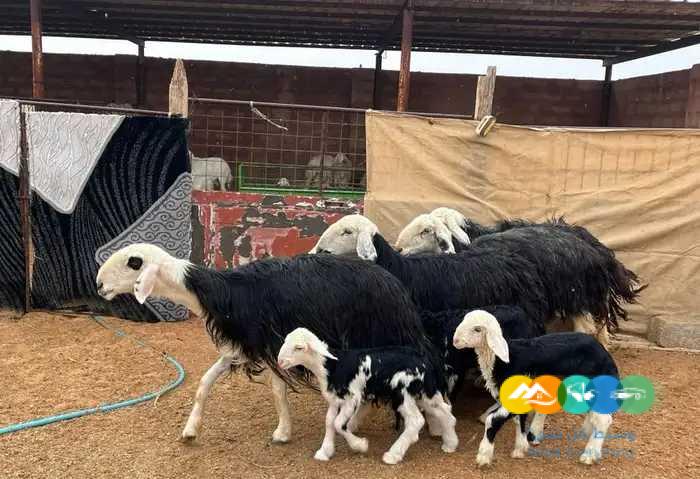 نجد مواليد وحريات مواليد مقنوي