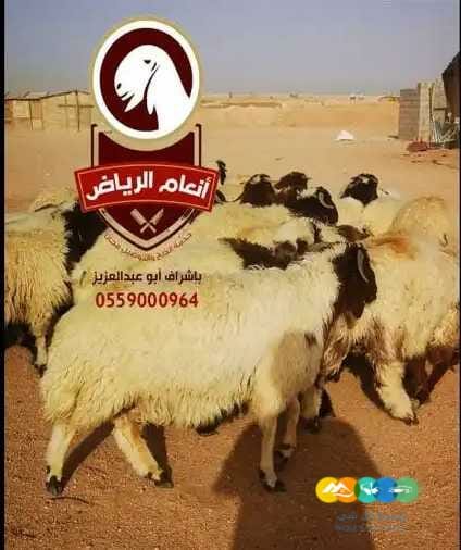 ذبايح فاخره وجبره