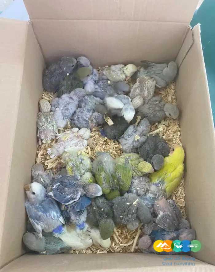 فروخ روز جملة