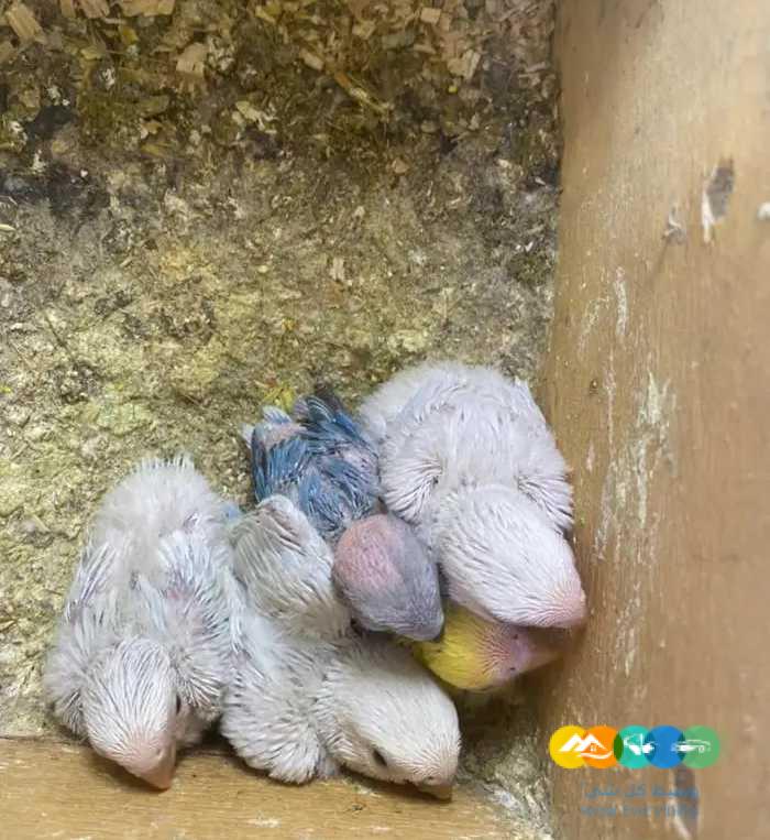 فروخ روز جملة