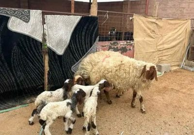 273698ea-61f7-41f4-b4ae-c94a5733aada