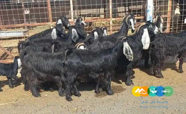 معزا عوارض منايح مقاني طيبه
