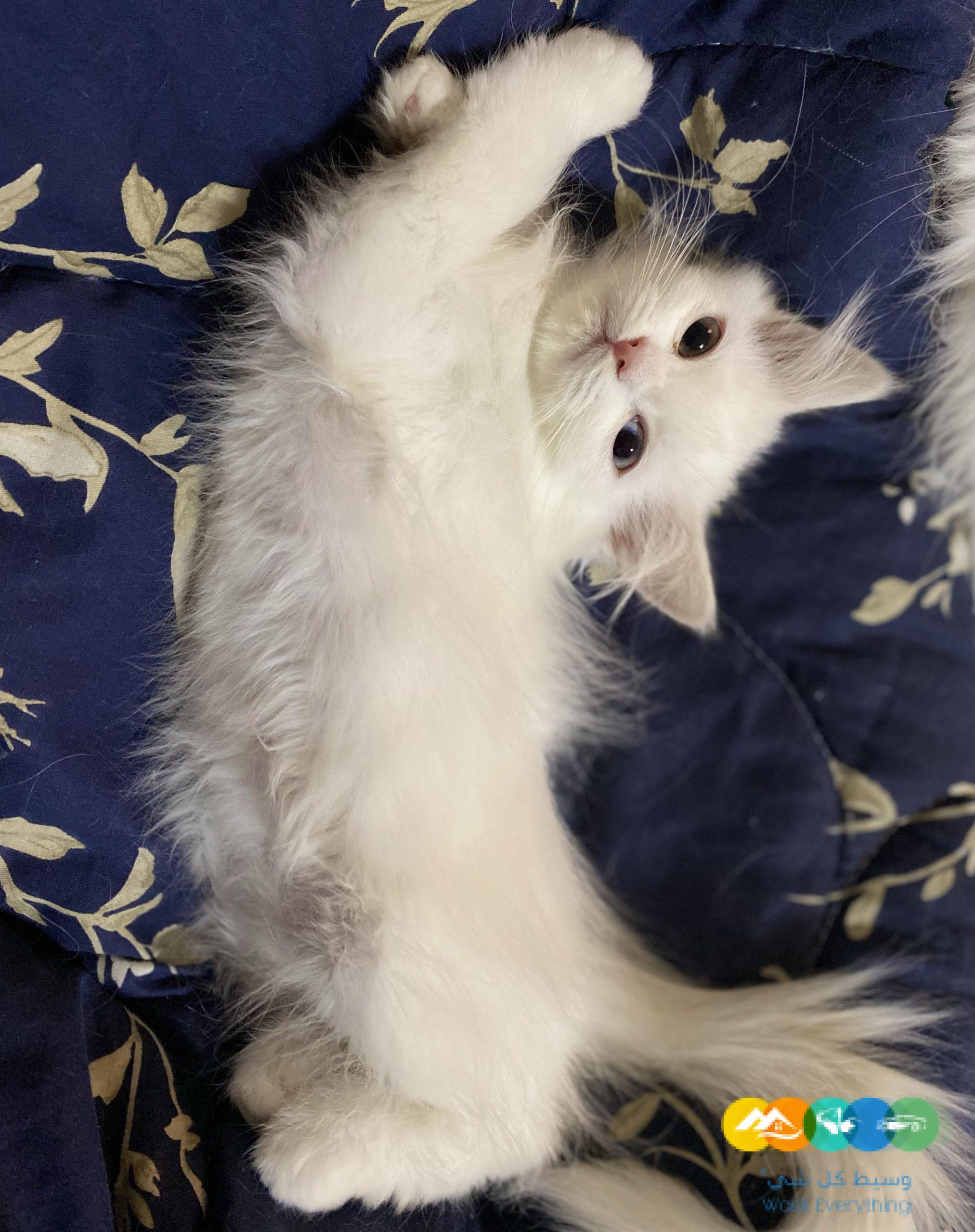 قطط شيرازى مون فيس