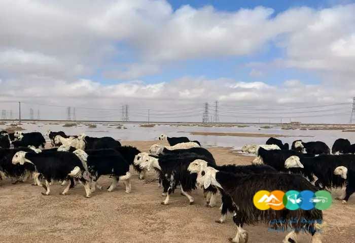 نجد مواليد مقنوي مراح واحد 58