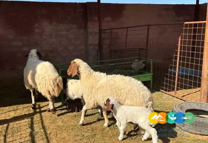 نعيم مواليد طيبه 2 تحتها 2 خرف